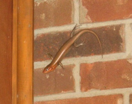 Skink on brick wall.