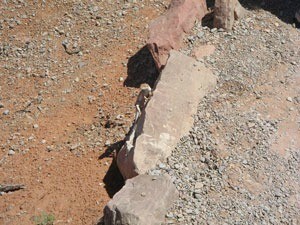 Downward shot of lizard on rock face.