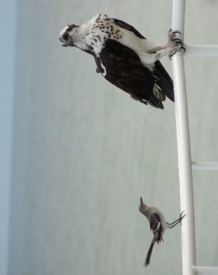 Mockingbird and Osprey (Marco Island, FL)