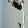 Mockingbird and Osprey (Marco Island, FL)