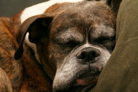 A tired dog sleeping.