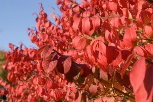 Burning Bush