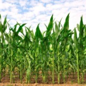 Photo of a cornfield with straight rows of corn.