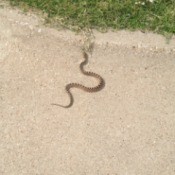 Tan snake with dark markings.