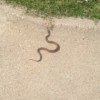 Tan snake with dark markings.