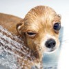 A dog getting a bath.