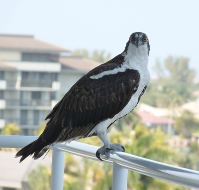 Osprey