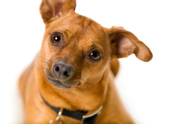 Miniature Pinscher Mix Photos and Information | ThriftyFun