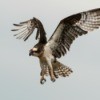 An osprey landing.