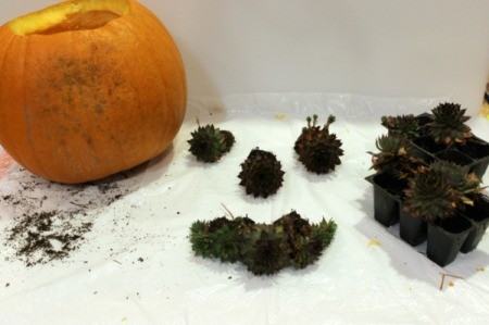 arrange succulents into face