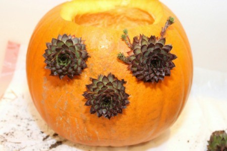 test fit plants in openings