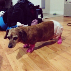 Dachshund with diaper.