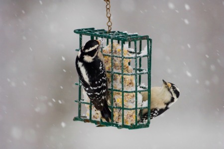 Winter Birdfeeder