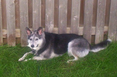 Kady laying in yard near fence.
