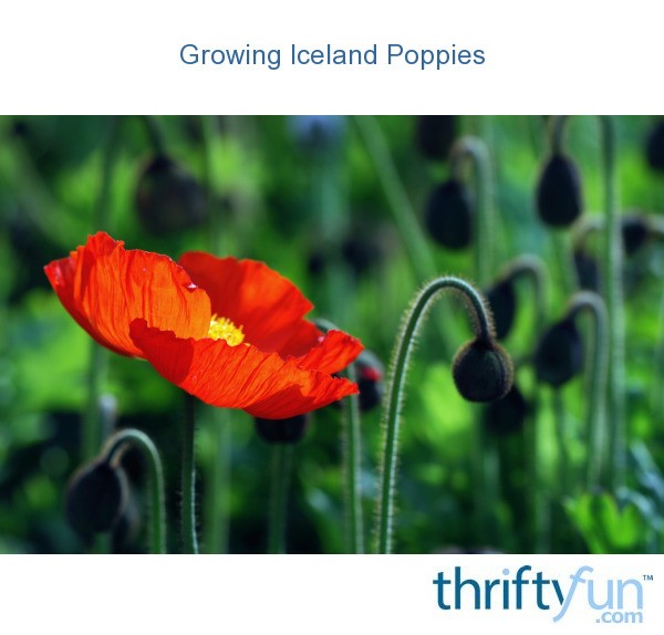 Growing Iceland Poppies (Papaver Nudicaule) ThriftyFun