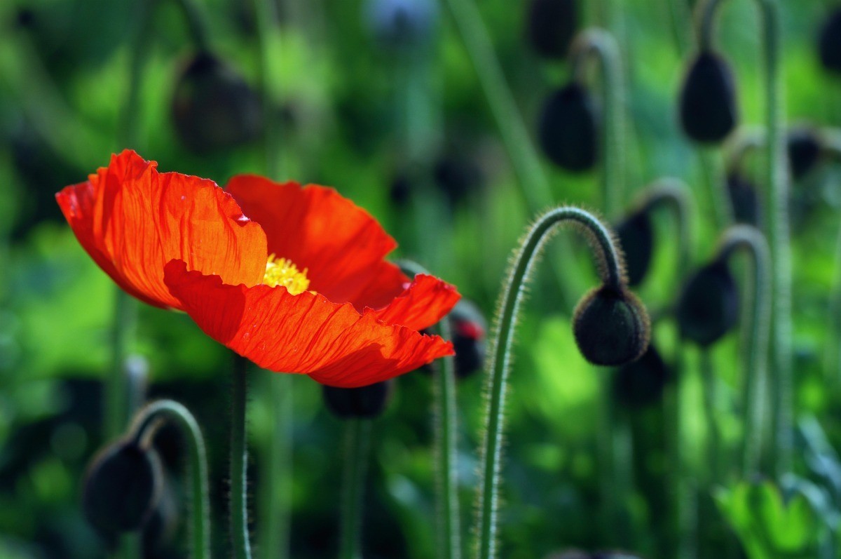 Growing Iceland Poppies (Papaver Nudicaule) | ThriftyFun