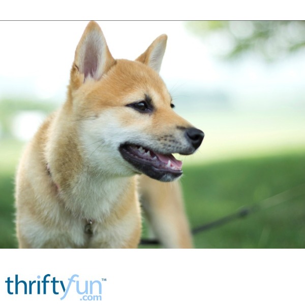 Shiba Inu Mix Photos And Information Thriftyfun