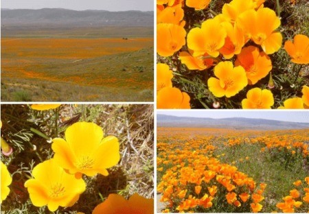 Antelope Valley Poppy Reserve