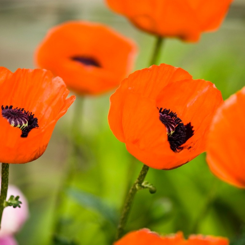 Growing Oriental Poppies | ThriftyFun