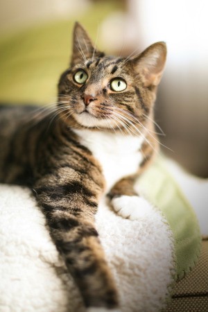 A cat sitting on the arm of a couch.