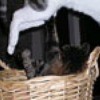 Kitten in basket and cat jumping over.