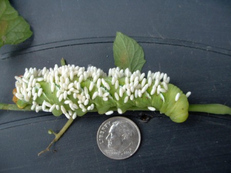 Tobacco Hornworm (North Carolina)