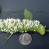 Tobacco Hornworm (North Carolina)