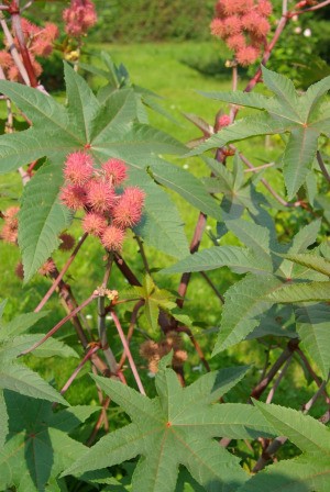 Castor Bean Plant