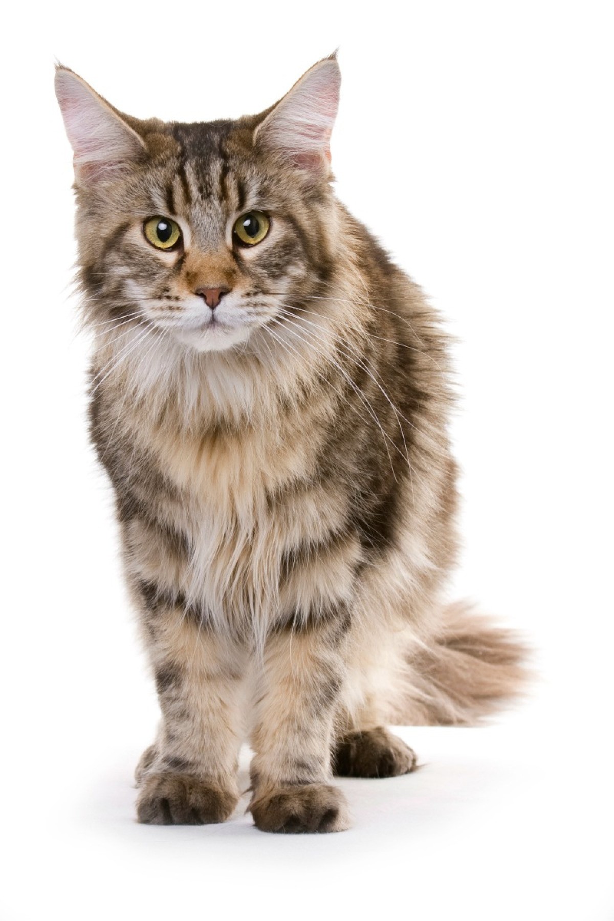 Maine Coon Mix Photos | ThriftyFun