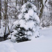 Snow covered evergreen.