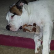 White and brown bulldog.