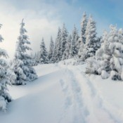 Photo of snowy trees in the mountains.