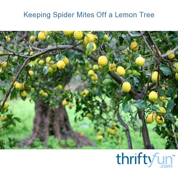Keeping Spider Mites Off a Lemon Tree ThriftyFun