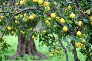 Lemon Tree