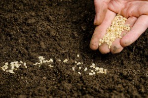 Planting seeds in dirt.