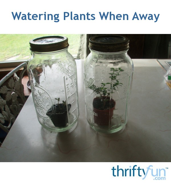 Watering Plants When Away | ThriftyFun