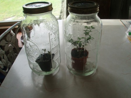 Small plants inside Mason jars.