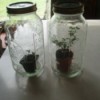 Small plants inside Mason jars.