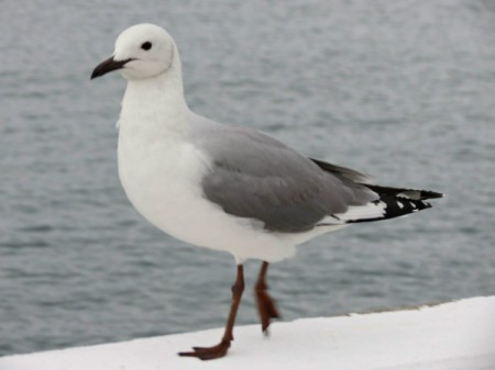 Sea gull.