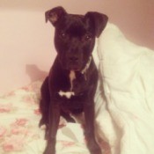 Pit looking puppy.