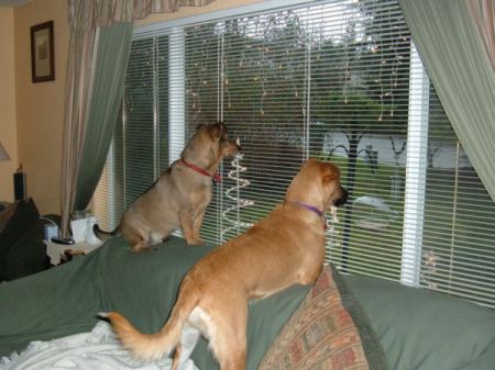 Dogs looking out the window.