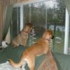 Dogs looking out the window.