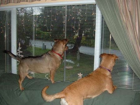 One dog standing on back of couch and other resting front legs on back.