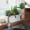 Watering a kitchen planter.