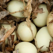 Duck eggs in a nest.