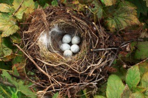 A nest containing bird eggs.