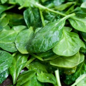 Spinach Leaves