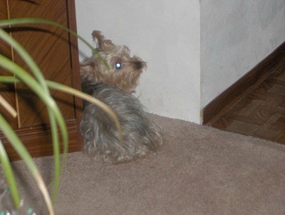 Dog looking over shoulder.