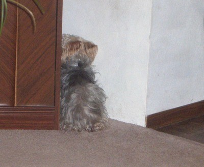 Dog with head to wall.