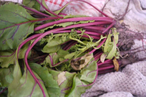 a bunch of beet greens